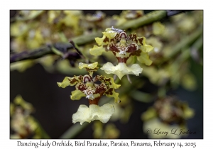 Dancing-lady Orchid