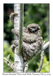 Brown-throated Three-toed Sloth