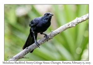 Melodious Blackbird