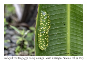 Red-eyed Tree Frog eggs