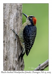 Black-cheeked Woodpecker female