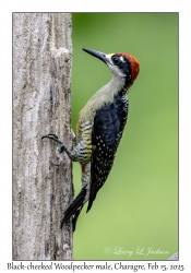 Black-cheeked Woodpecker male