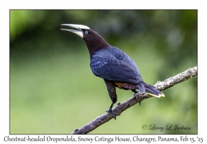 2025-02-15#2446 Psarocolius wagleri - Chestnut-headed Oropendola, Snowy Cotinga House, Charagre, Panama