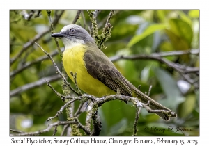 2025-02-15#2453 Myiozetetes similis - Social Flycatcher, Snowy Cotinga House, Charagre, Panama