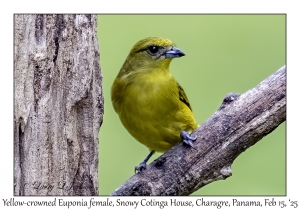 2025-02-15#2457 Euphonia luteicapilla - Yellow-crowned Euphonia female, Snowy Cotinga House, Charagre, Panama