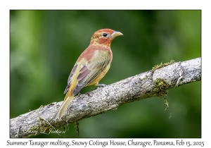 2025-02-15#2468 Piranga rubra - Summer Tanager molting, Snowy Cotinga House, Charagre, Panama