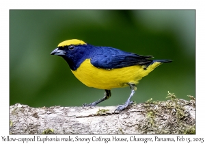 2025-02-15#2482 Euphonia luteicapilla - Yellow-crowned Euphonia male, Snowy Cotinga House, Charagre, Panama