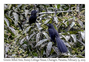 2025-02-15#2491 Crotophaga sulcirostris - Groove-billed Ani, Snowy Cotinga House, Charagre, Panama