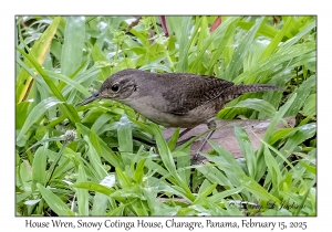 House Wren
