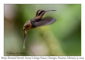 2025-02-15#2499 Phaethornis striigularis - Stripe-throated Hermit, Snowy Cotinga House, Charagre, Panama