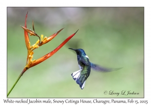2025-02-15#2504 Florisuga mellivora - White-necked Jacobin male, Snowy Cotinga House, Charagre, Panama