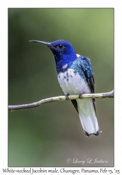 2025-02-15#2505 Florisuga mellivora - White-necked Jacobin male, Snowy Cotinga House, Charagre, Panama