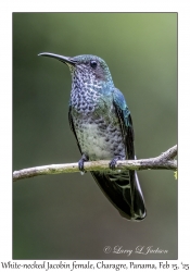 2025-02-15#2507 Florisuga mellivora - White-necked Jacobin female, Snowy Cotinga House, Charagre, Panama
