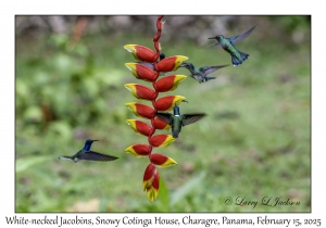 2025-02-15#2526 Florisuga mellivora - White-necked Jacobin, Snowy Cotinga House, Charagre, Panama