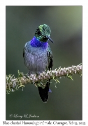 2025-02-15#2530 Amazilia amabilis - Blue-chested Hummingbird, Snowy Cotinga House, Charagre, Panama