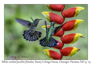 2025-02-15#2541 Florisuga mellivora - White-necked Jacobin female, Snowy Cotinga House, Charagre, Panama