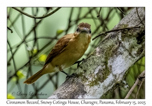 2025-02-15#2542 Pachyramphus cinnamomeus - Cinnamon Becard, Snowy Cotinga House, Charagre, Panama