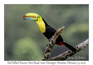 2025-02-15#2555 Ramphastos sulfuratus - Keel-billed Toucan, New Road, near Charagre, Panama