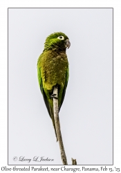 2025-02-15#2561 Aratinga nana - Olive-throated Parakeet, New Road, near Charagre, Panama