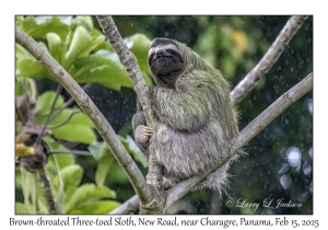 Brown-throated Three-toed Sloth