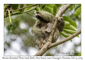Brown-throated Three-toed Sloth