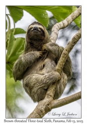 Brown-throated Three-toed Sloth