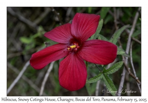 Hibiscus