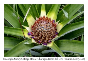 Pineapple