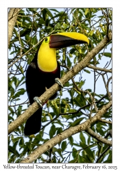 2025-02-16#2628 Ramphastos ambiguus - Yellow-throated Toucan, New Road, near Charagre, Panama