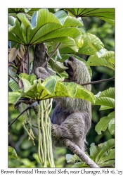 Brown-throated Three-toed Sloth