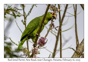 2025-02-16#2666 Amazona autumnalis - Red-lored Parrot, New Road, near Charagre, Panama