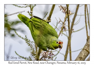 2025-02-16#2692 Amazona autumnalis - Red-lored Parrot, New Road, near Charagre, Panama