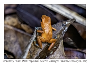Strawberry Poison-Dart Frog