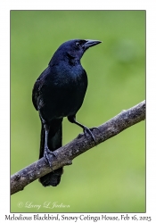 2025-02-16#2749 Dives dives - Melodious Blackbird, Snowy Cotinga House, Charagre, Panama