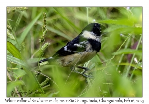 2025-02-16#2759 Sporophila torqueola - White-collared Seedeater male, near Rio Changuinola, Changuinola, Panama