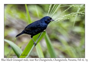 2025-02-16#2767 Volatinia jacarina - Blue-black Grassquit male, near Rio Changuinola, Changuinola, Panama