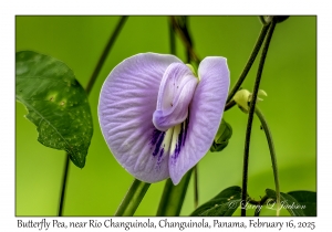 Butterfly Pea