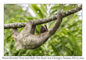 Brown-throated Three-toed Sloth