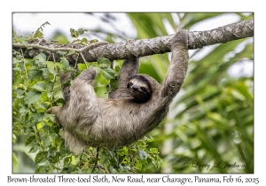 Brown-throated Three-toed Sloth