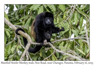 Mantled Howler Monkey male