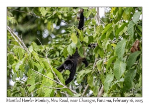 Mantled Howler Monkey