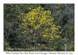 Yellow Trumpet Tree