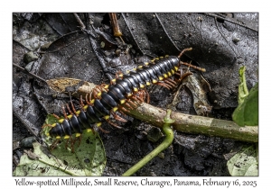 Yellow-spotted Millipede
