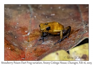 Strawberry Poison Dart Frog variation