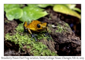 Strawberry Poison Dart Frog variation