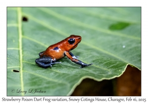 Strawberry Poison Dart Frog variation