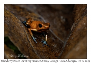 Strawberry Poison Dart Frog variation