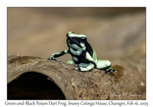 Green-and-Black Poison Dart Frog