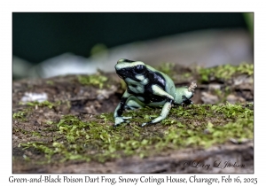Green-and-Black Poison Dart Frog