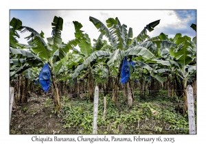 Chiquita Bananas